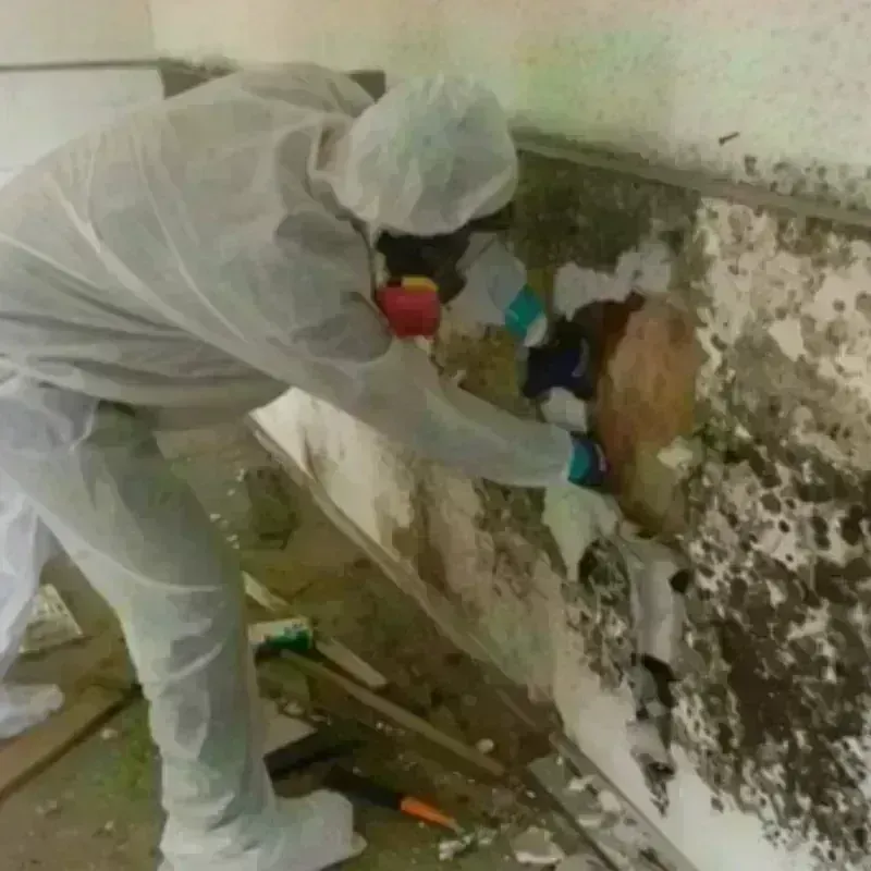 Mold Remediation and Removal in Box Elder, SD